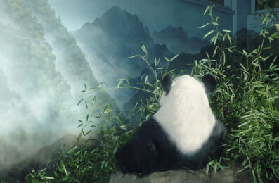 Giant Panda in Den by Tim Flach at Osborne Samuel Gallery
