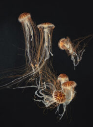 Japanese Sea Nettles II by Tim Flach at Osborne Samuel Gallery