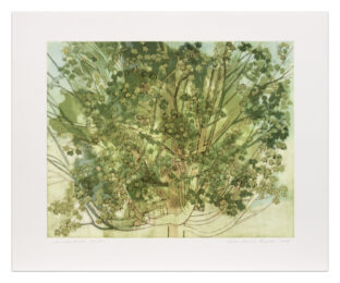 Summer Maple by Sylvia Plimack Mangold at Krakow Witkin Gallery
