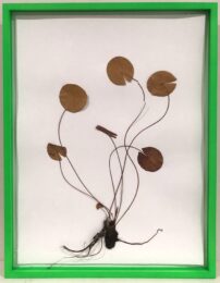 Herbarium by Olafur Eliasson at Dellasposa
