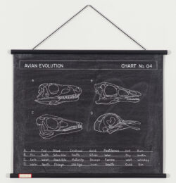 Avian Evolution by Mark Dion at Graphicstudio