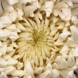 Chrysanthemum by Neil Seth Levine at Michael Lisi/Contemporary Art