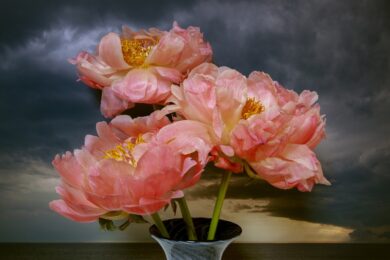 Coral Peonies Northumberland Strait by Vaughn Sills at Michael Lisi/Contemporary Art