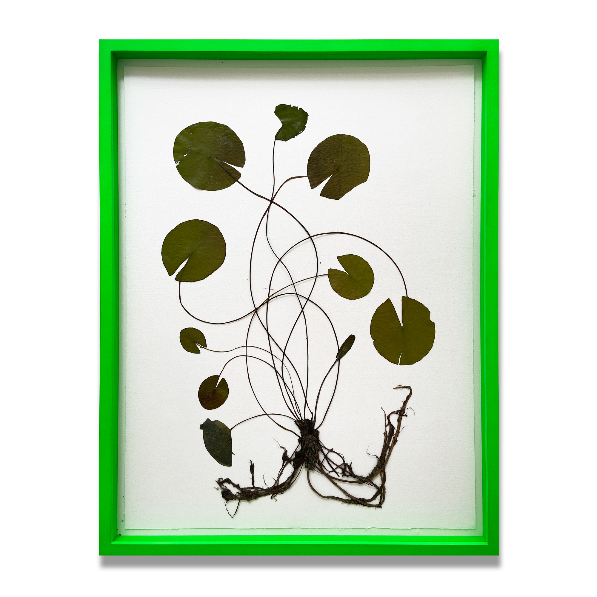 Herbarium by Olafur Eliasson