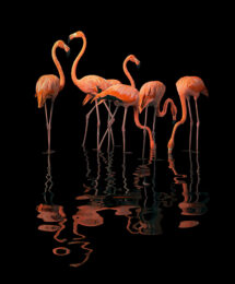 Flamboyance by Tim Flach at Osborne Samuel Gallery