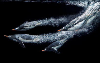 Gentoo Penguins Diving by Tim Flach at Osborne Samuel Gallery