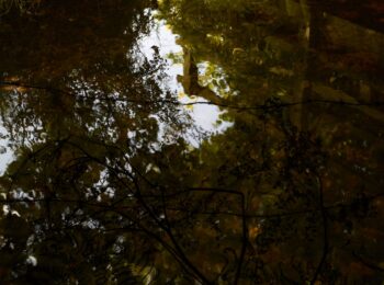 Love Brook 1 July by Susan Derges at Osborne Samuel Gallery
