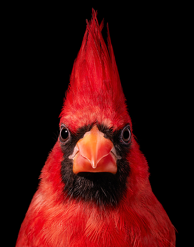 Northern Cardinal by Tim Flach