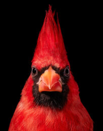 Northern Cardinal by Tim Flach at Osborne Samuel Gallery