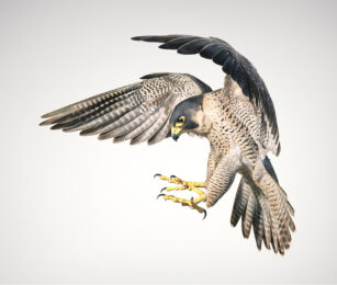 Peregrine Falcon by Tim Flach at Osborne Samuel Gallery