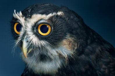 Spectacled Owl by Tim Flach at Osborne Samuel Gallery