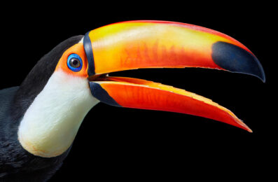 Toco Toucan by Tim Flach at Osborne Samuel Gallery