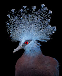 Victoria Crowned Pigeon by Tim Flach at Osborne Samuel Gallery