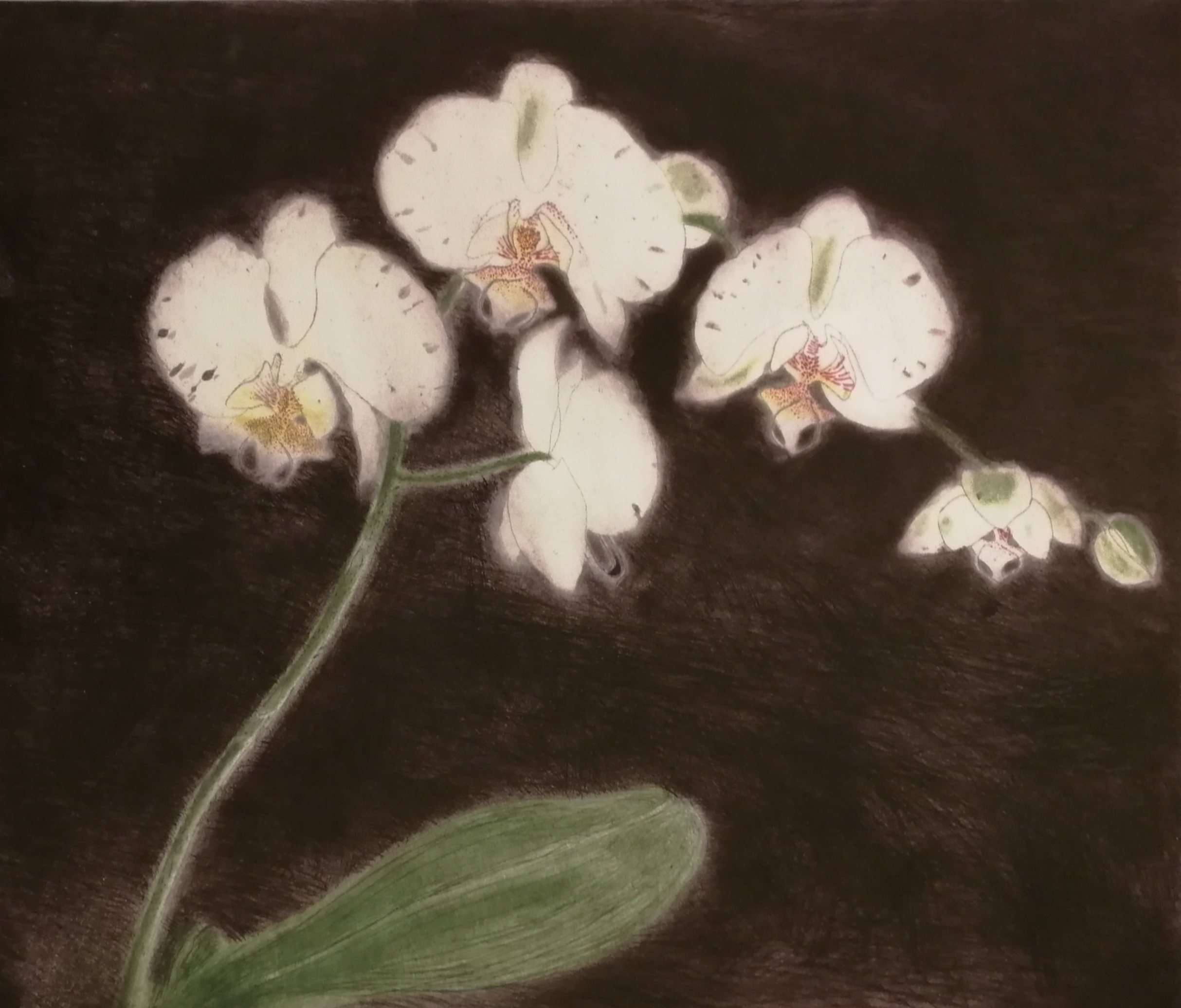“Phalaenopsis antarctica” by Elizabeth Blackadder