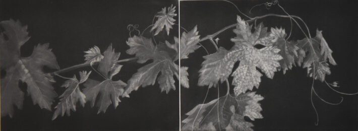 La vigne by Judith Rothchild at Emanuel von Baeyer - Cabinet