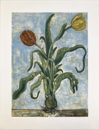 Tulips xv by Richard Baker at Jungle Press Editions