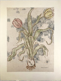 Tulips xvii by Richard Baker at Jungle Press Editions