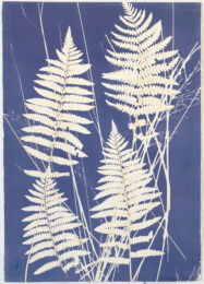 Ferns by Jennifer Marshall at Jungle Press Editions