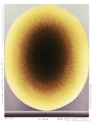 Yellow Brain by Loie Hollowell at Dovehouse Contemporary
