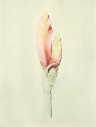 Amaryllis (color) by Joanna Webster at Oehme Graphics
