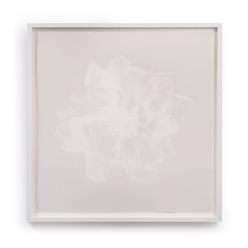 New Rose – Silver Screen by Christian Furr