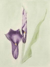 Calla (color) by Joanna Webster at Oehme Graphics