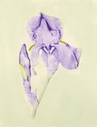 Iris (color) by Joanna Webster at Oehme Graphics