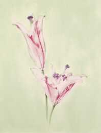 Lilium (color) by Joanna Webster at Oehme Graphics
