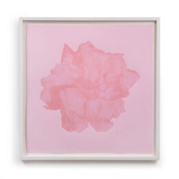 New Rose – Blush Pink by Christian Furr at RedHouse Gallery