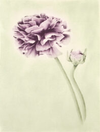 Ranunculus (color) by Joanna Webster at Oehme Graphics