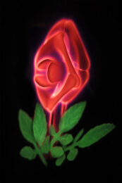 Rose #1 by Gary Justis at Manneken Press (IFPDA)