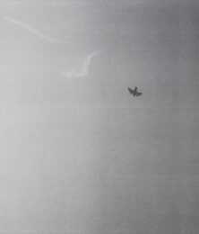Untitled (Bird) by Felix Gonzalez-Torres at Dovehouse Contemporary
