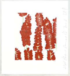 Wallflowers (#26) by Donald Sultan at Leslie Sacks Gallery