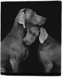 Friends by William Wegman at Hamilton-Selway Fine Art