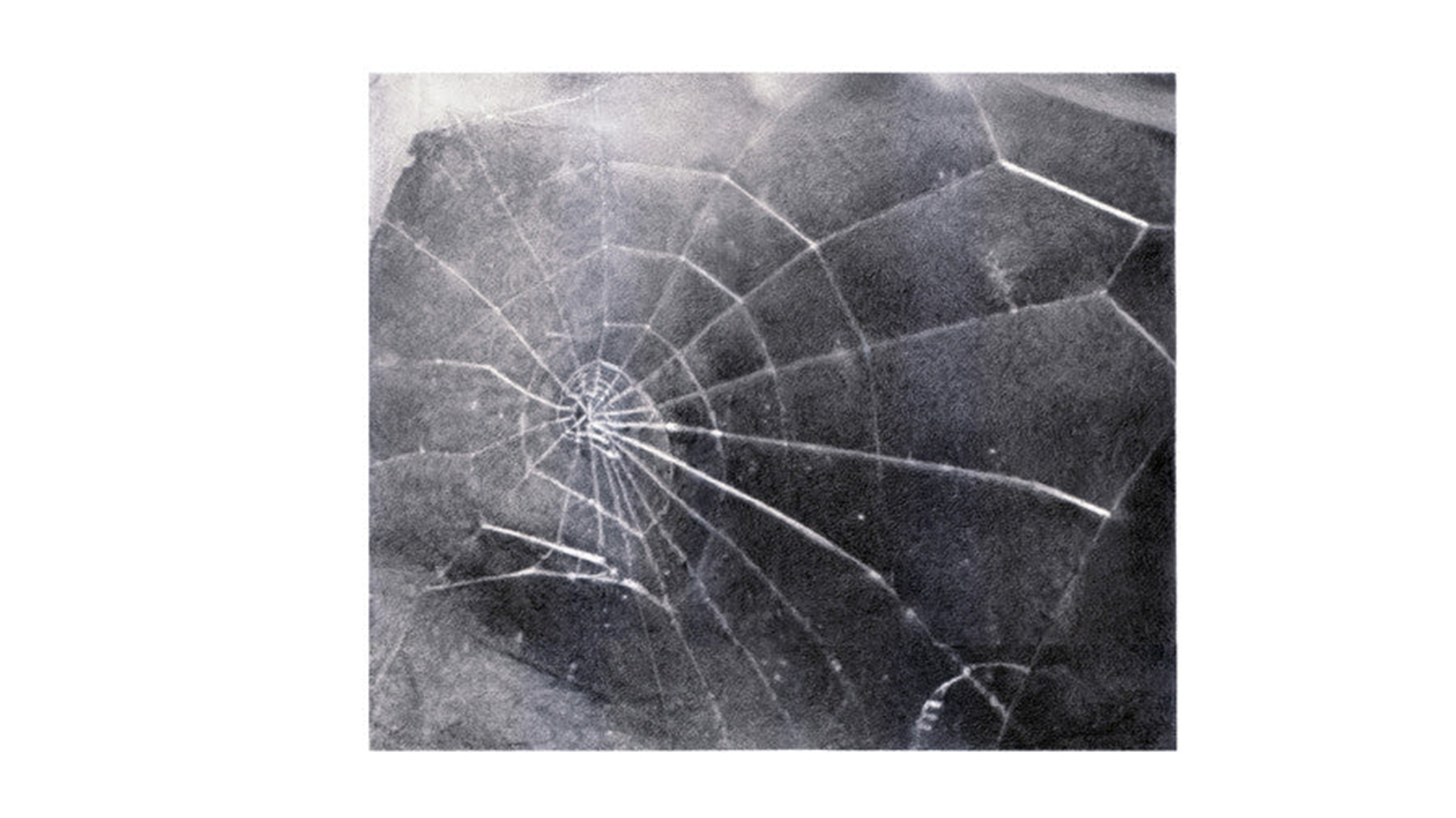Spider Web by Vija Celmins