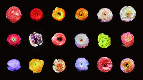Ranunculus Grid Variant I by Christopher Beane at Jim Kempner Fine Art