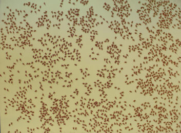 Red Ants, from: Insects by Ed Ruscha at Gilden's Art Gallery