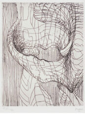 Elephant Skull by Henry Moore at Clifton Gallery