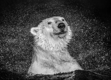 Open Water by David Yarrow at Dovehouse Contemporary