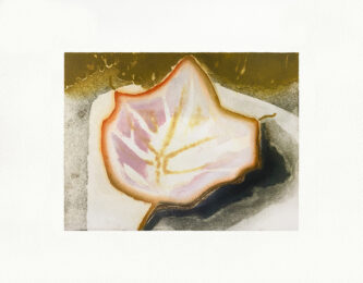 Sycamore by Katherine Jones at Aspinwall Editions