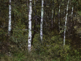 Tent-Camera Image: Aspen, Near Snowmass, Colorado by Abelardo Morell at Krakow Witkin Gallery
