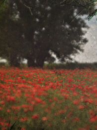 Tent-Camera Image: Poppy Field #3, Near Vetheuil, France by Abelardo Morell at Krakow Witkin Gallery