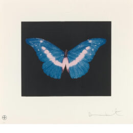 To Belong Butterfly by Damien Hirst at Clifton Gallery