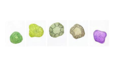 Cellular Memory Suite: I, II, III, IV and V by Sandra C. Fernandez at Flatbed Press and Gallery