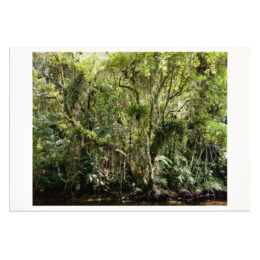 Juquehy by Thomas Struth at MLTPL