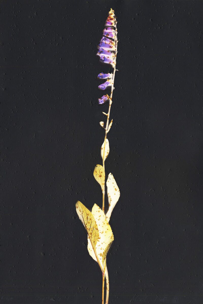 Digitalis i by Michael Canning