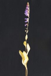 Digitalis i by Michael Canning at Stoney Road Press
