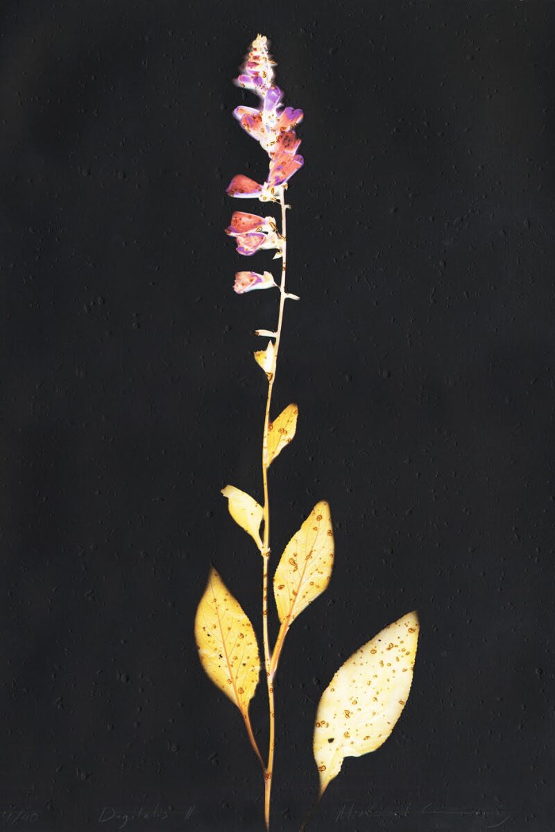 Digitalis ii by Michael Canning