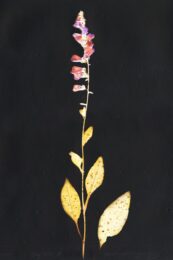 Digitalis ii by Michael Canning at Stoney Road Press
