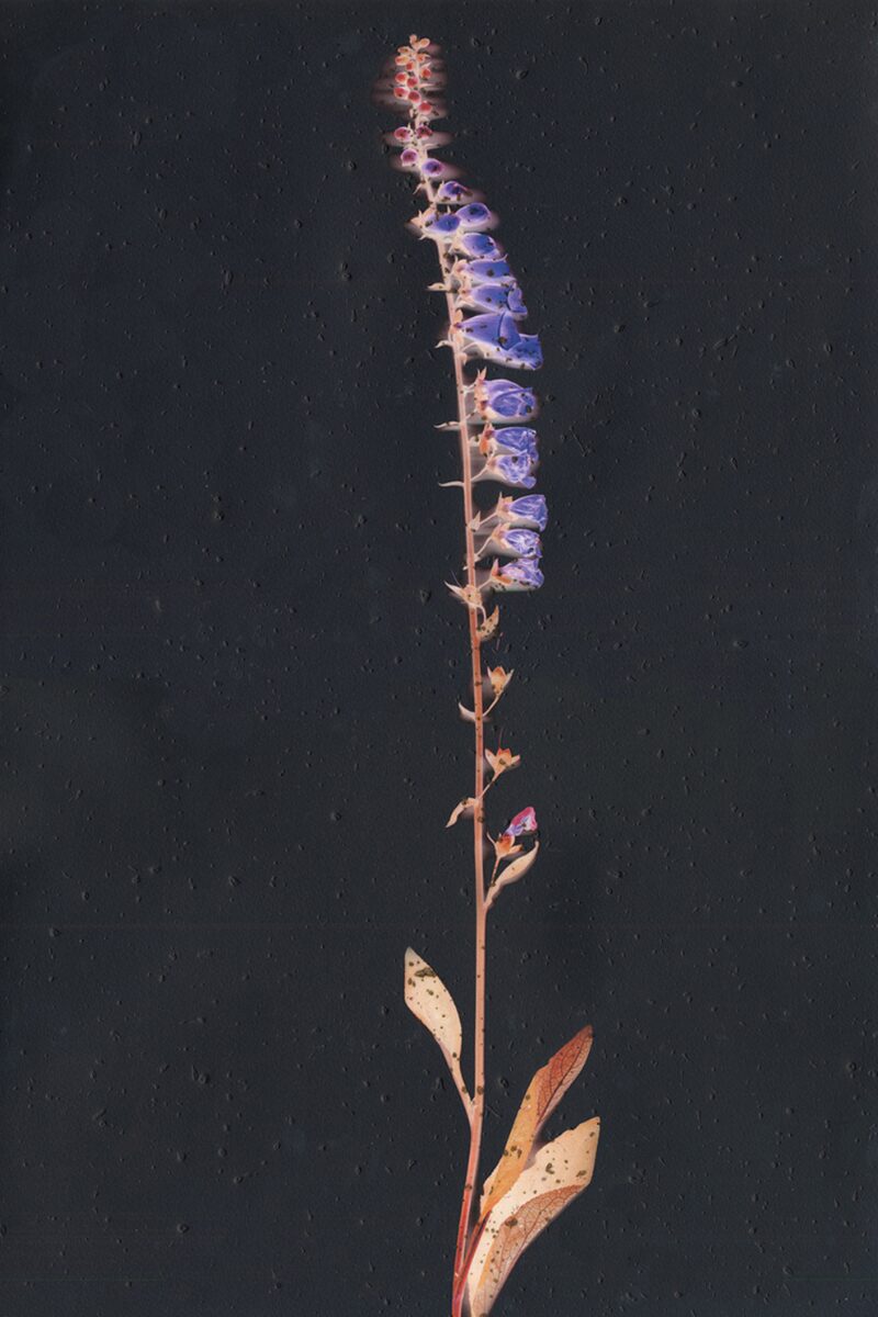 Digitalis iii by Michael Canning